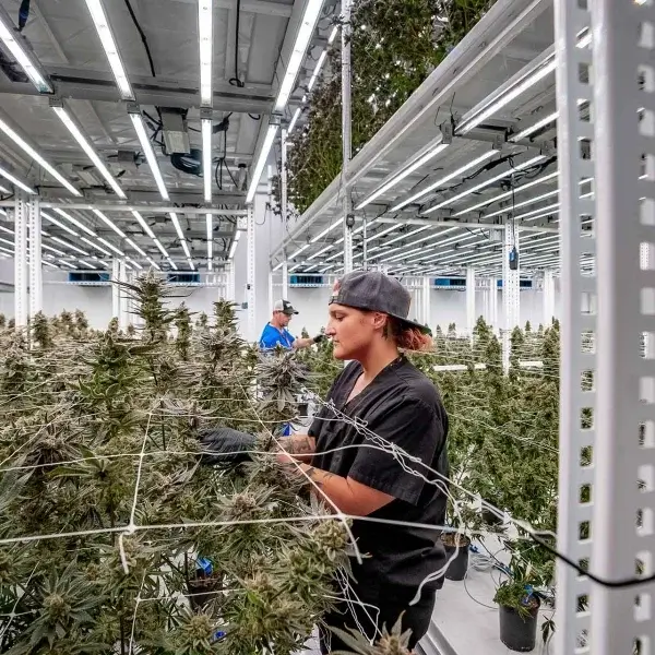 Cultivating Made Easy with Pipp Hort Racks